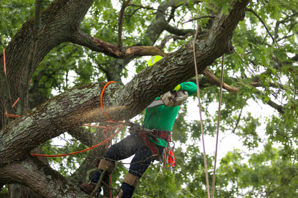 Archdale, NC Tree Services Company