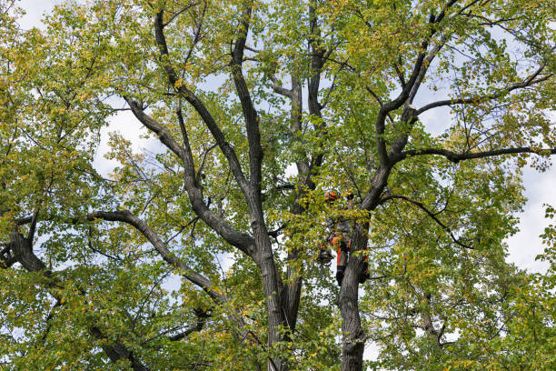 How Our Tree Care Process Works  in  Archdale, NC